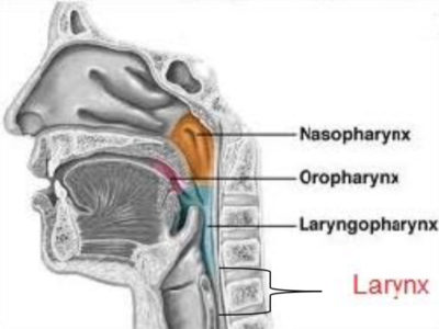 larynx larynx